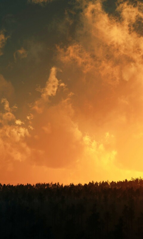Закат над лесом обои