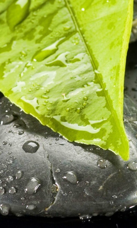 Зеленый лист на черных камнях обои