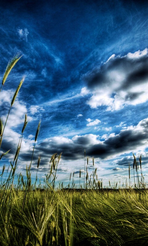 HDR Поле обои