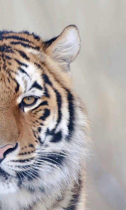 Красавец тигр обои