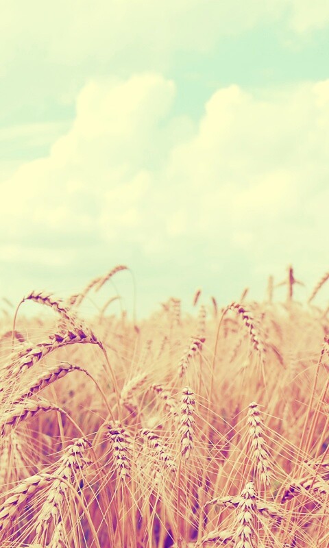Поле колосьев обои