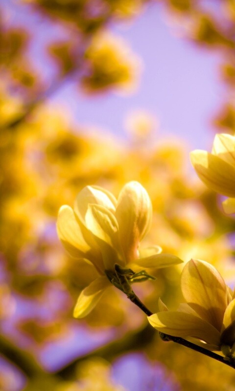 Желтые цветы распустились обои