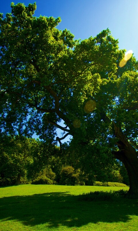 Большое зеленое дерево на лужайке обои