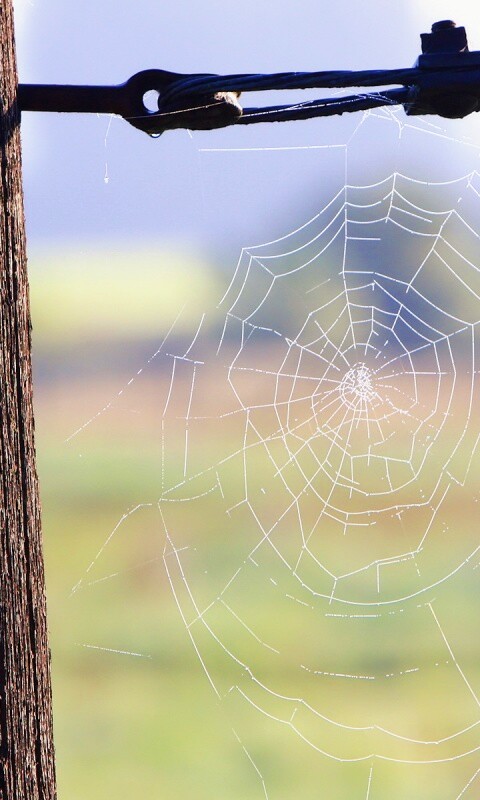 Паутина 51 обои