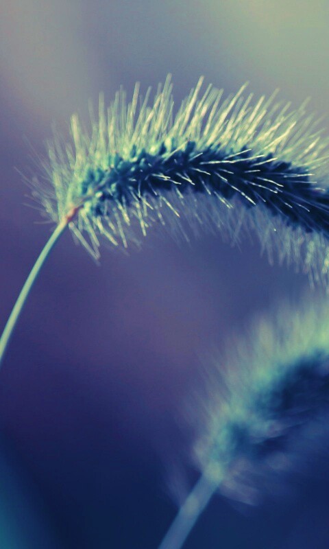 Травинка обои