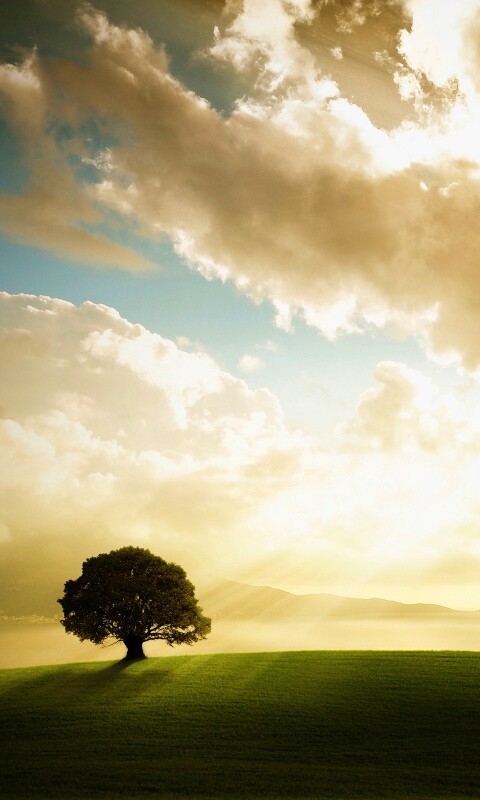 Холм и дерево обои