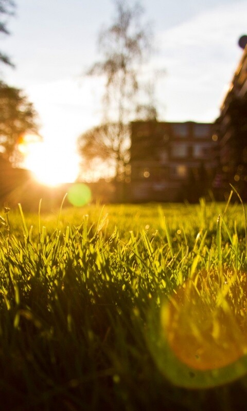 Трава во дворе обои
