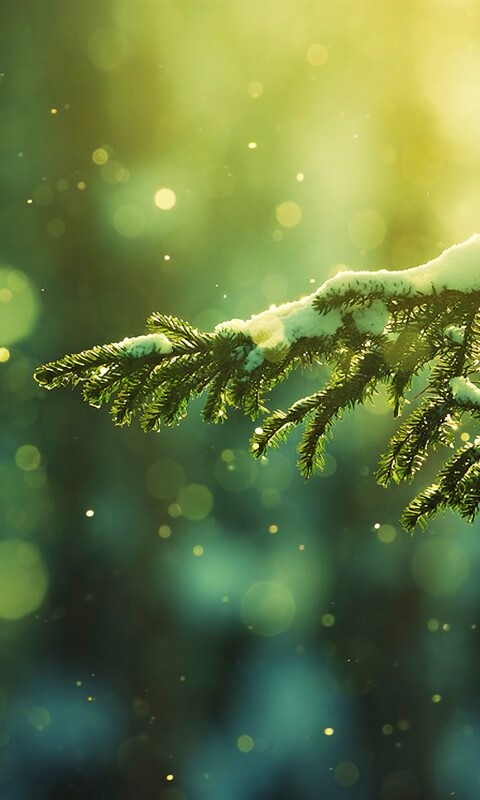 Еловая лапа обои