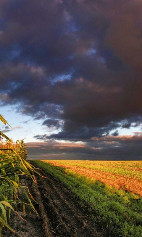 Кукурузное поле обои