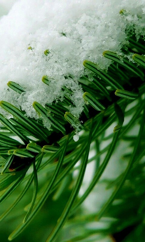 Хвойная ветка вся в снегу обои