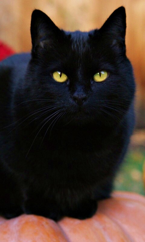 Чёрный кот на тыкве обои