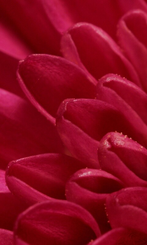 Лепестки хризантемы обои