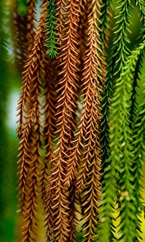 Зеленые колючки обои