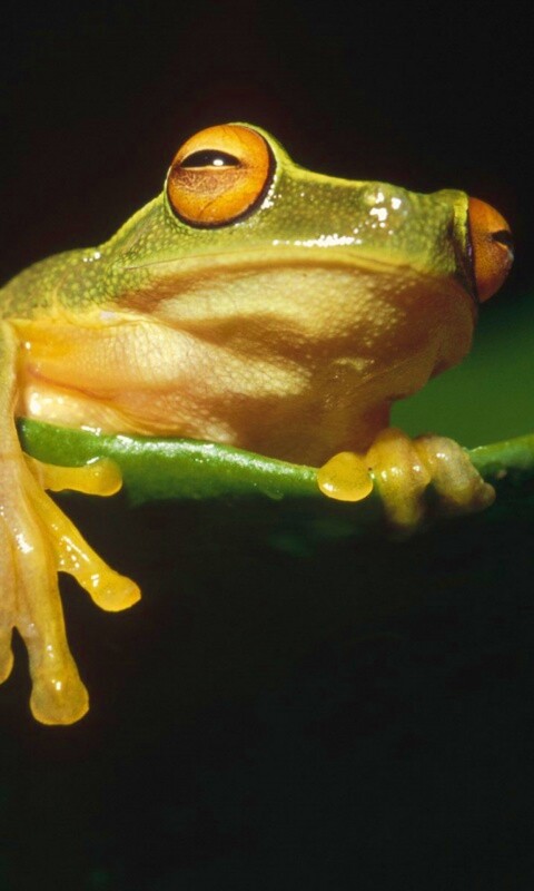 Лягушка на отдыхе обои