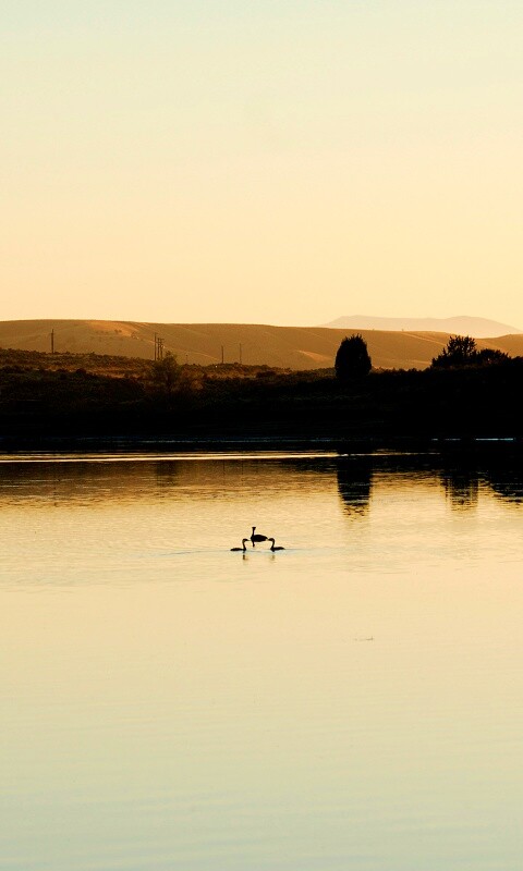 Утиное озеро обои