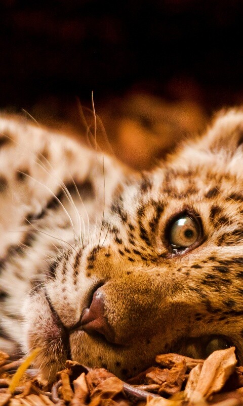 Гепард котенок обои