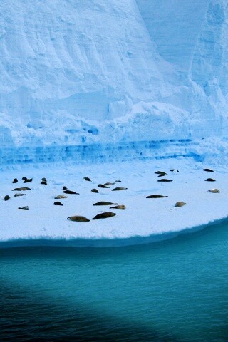 Спящие тюлени обои