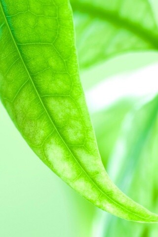 Зеленый листок обои