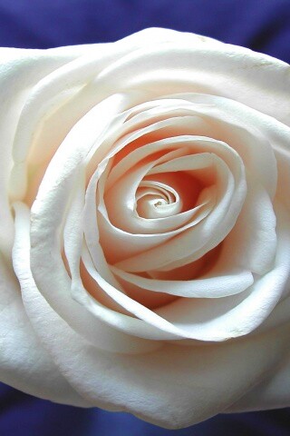 Белая роза обои