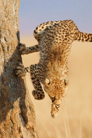 Скалолаз обои