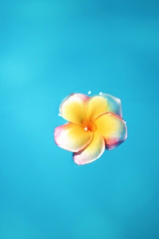 Цветок обои