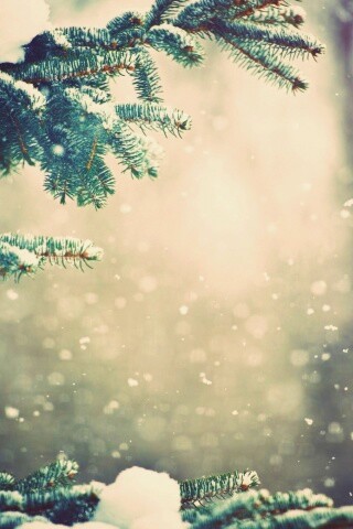 Еловые лапы в снегу обои