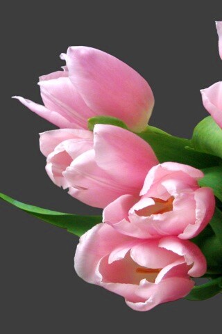 Розовый букет обои