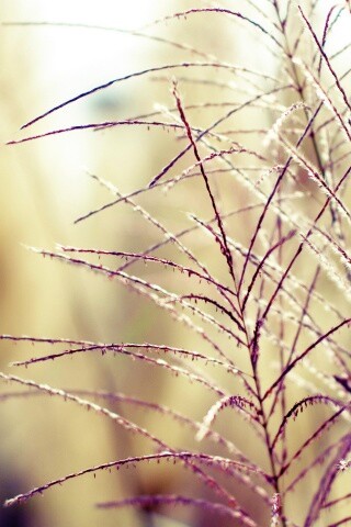 Макро фото растения обои