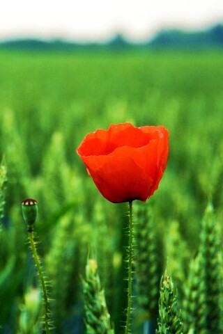 Первый распустившийся мак обои