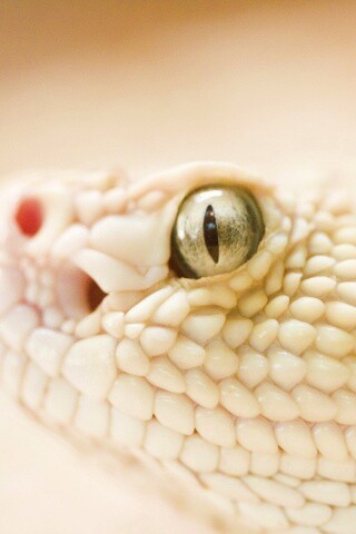 Змея альбинос обои