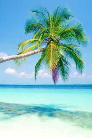 Пальма на лазурном берегу обои