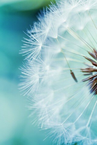 Макро фото одуванчика обои