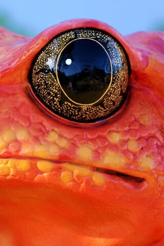 Красная лягушка обои