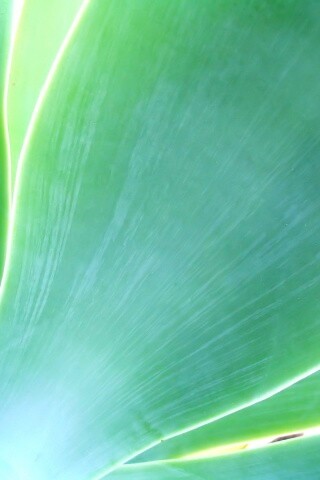 Макро фото травинки обои