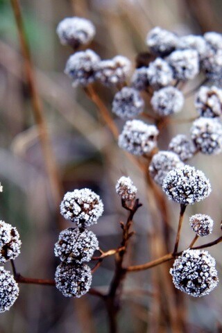 Иний на растении обои