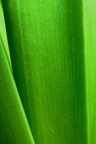Сочная травинка обои