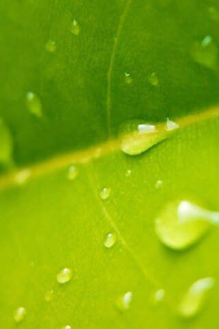 Капли на листе обои
