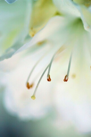 Цветок орхидеи обои