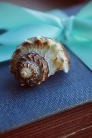 Ракушка на подарочном альбоме обои