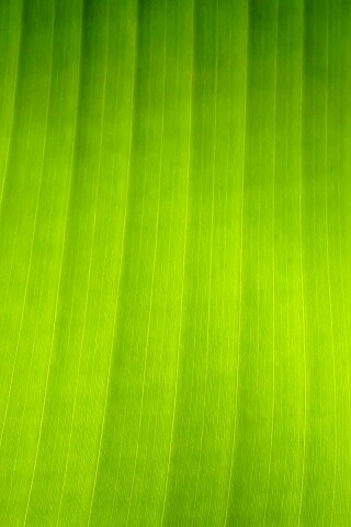 Травяные полосы обои