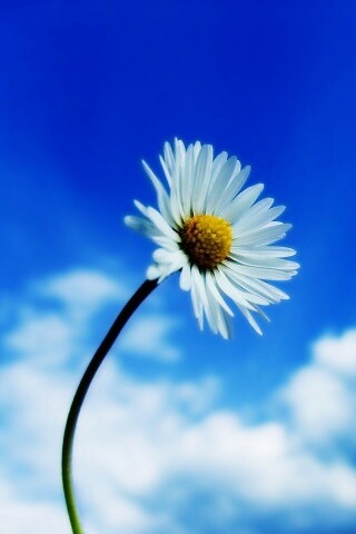 Ромашка на фоне неба обои