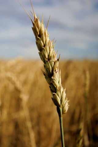 Колосок обои