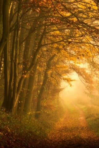 Дорожка заваленная листьями обои