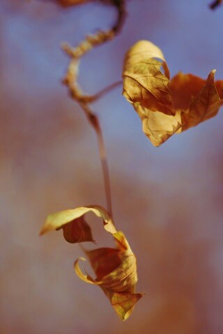 Увядшие листья обои