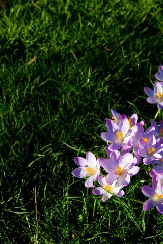 Фиалки на траве обои