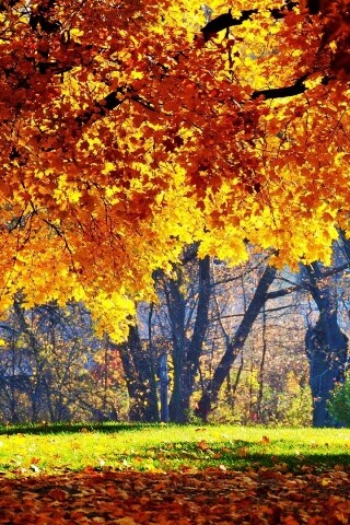 Размашистое осеннее дерево обои