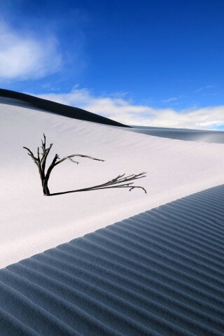 Сухостой в пустыне обои