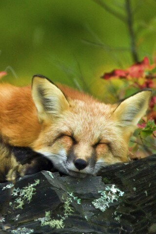 Спящая лиса обои