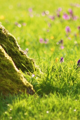 Дерево в траве обои