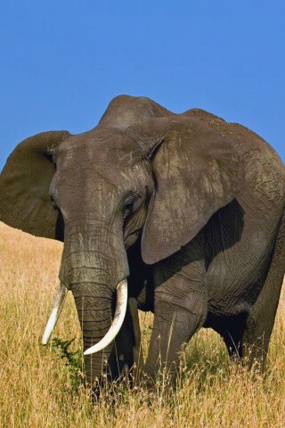 Африканский слон обои